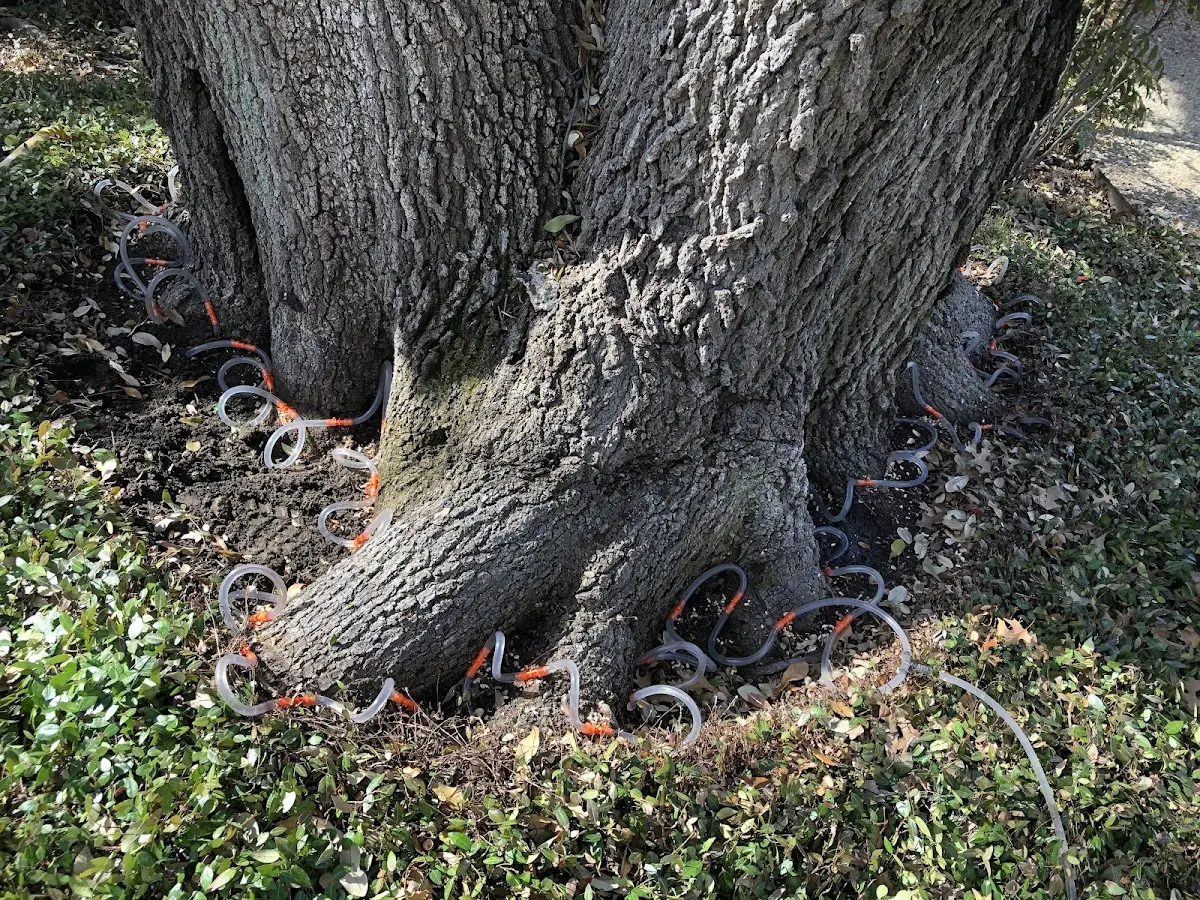 Detailed Tree Cabling and Bracing job site in Pocono Lake