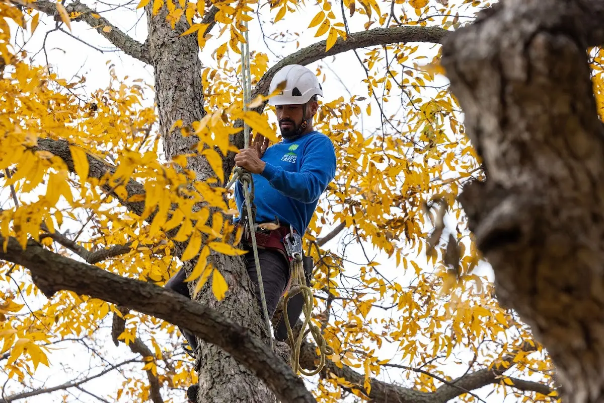 Skilled Tree Pruning crew working in Pocono Lake